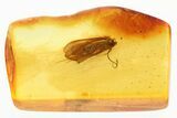 Detailed Fossil Caddisfly (Trichoptera) In Baltic Amber #346618-1